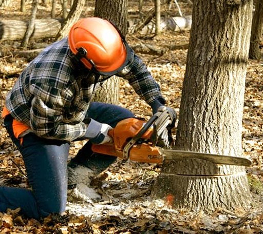 Tree Removal in Racine, OH
